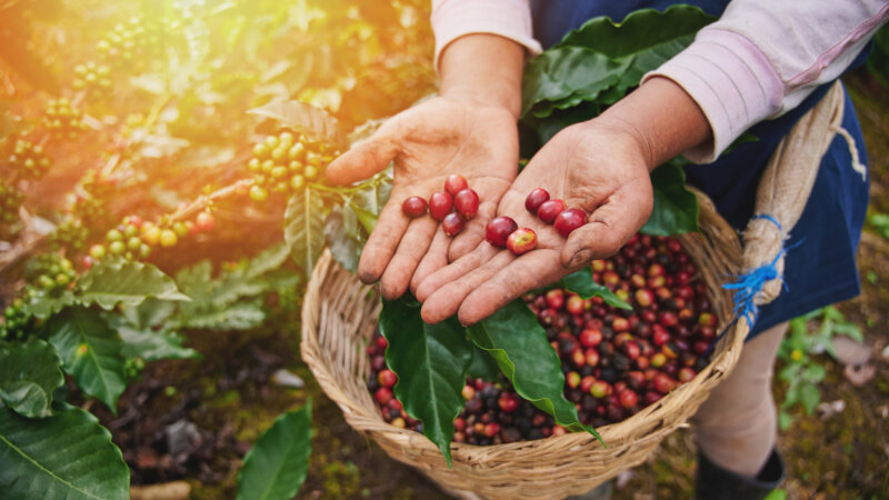 Café décaféiné : y a-t-il un risque pour la santé ?