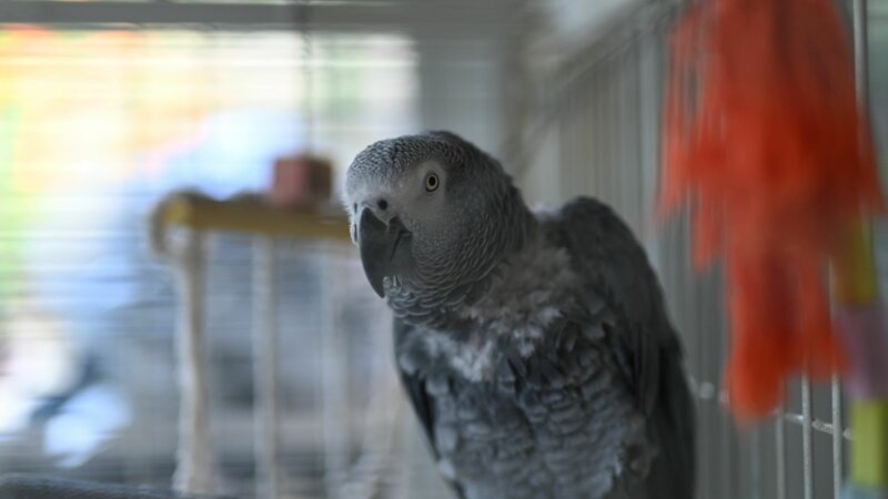 Psittacose : que sait-on sur cette maladie respiratoire qui progresse en Europe ?