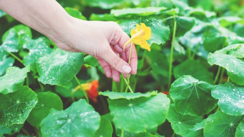 Fleurs comestibles : du champ à l’assiette
