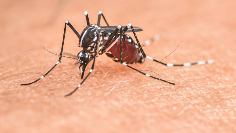 Hausse des cas de dengue en France et dans l’UE : comment expliquer cette recrudescence ?