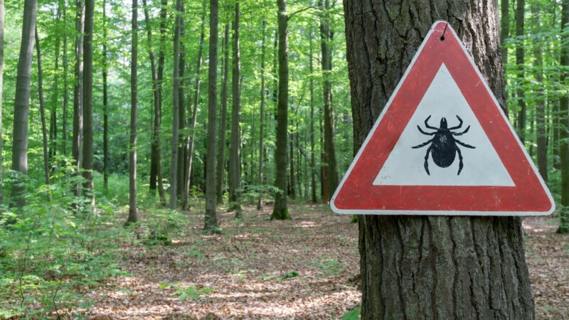 Maladie de Lyme : les gestes essentiels pour passer un été serein