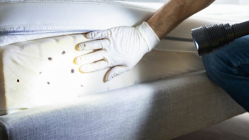 Un produit naturel très efficace contre les punaises de lit