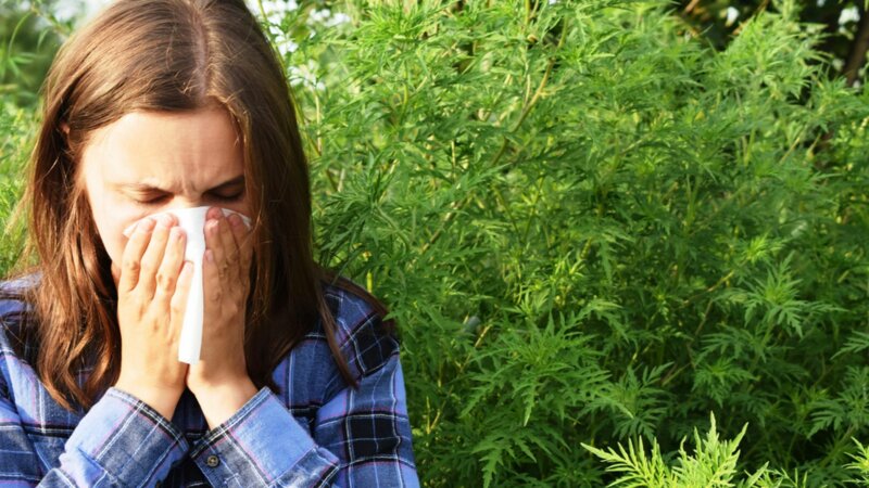 Allergies : 4 choses à savoir sur l’ambroisie