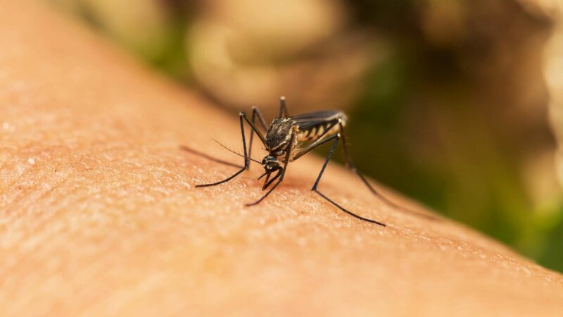 Dengue : des moustiques tigres infectés détectés en France, quelles conséquences ?