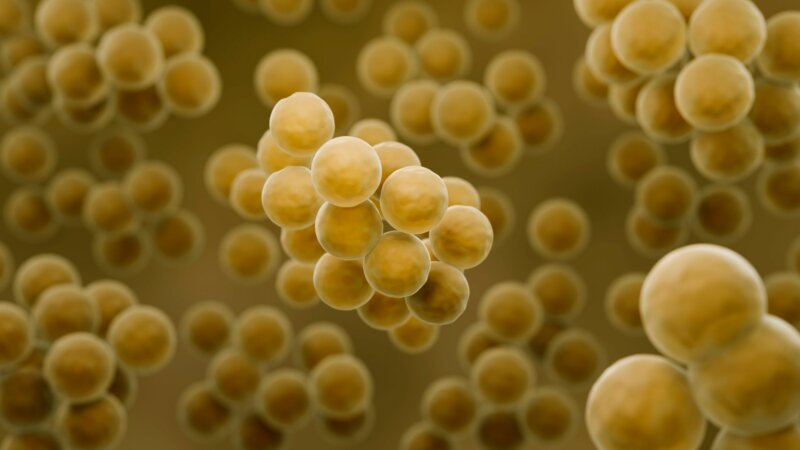 Résistance aux antibiotiques : près de 40 millions de décès d’ici 2050