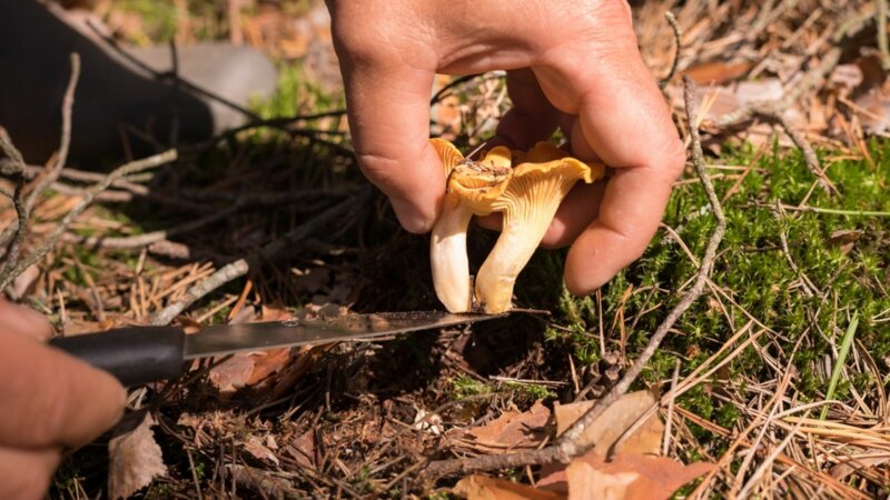 Champignons : plus de 400 intoxications depuis le mois de juillet