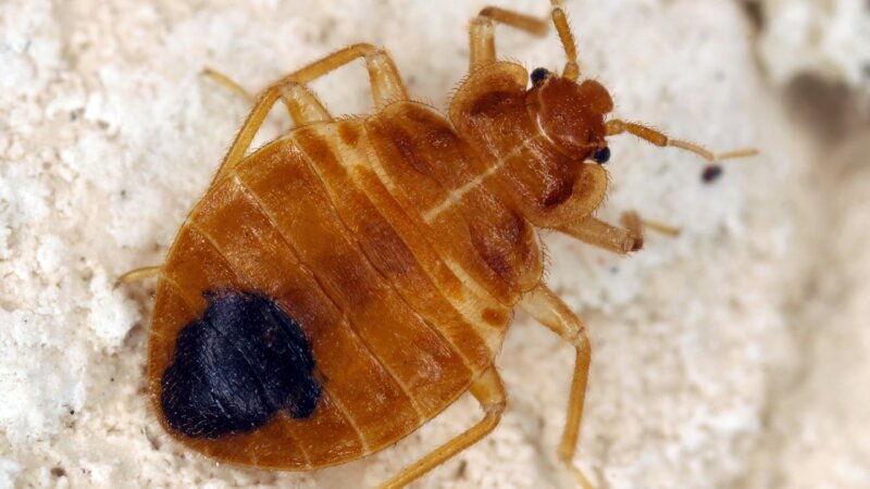 Punaises de lit : attention au SNIPER 1000, un insecticide interdit mais toujours en vente