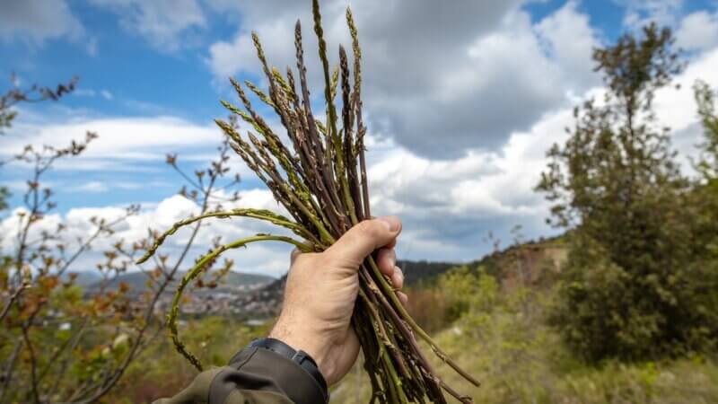 Asperges des bois : sont-elles vraiment comestibles ?