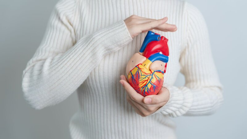 Cœur des femmes et cœur des hommes : quelles différences ?