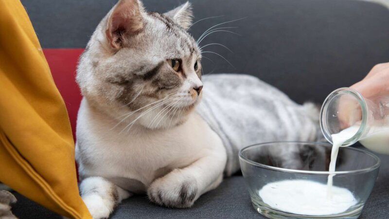 Du lait pour le chat, un bocal rond pour le poisson… 5 fausses bonnes idées pour nos animaux