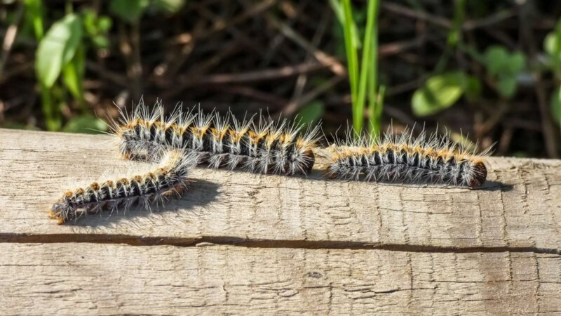  Les chenilles processionnaires : un danger à signaler pour mieux protéger
