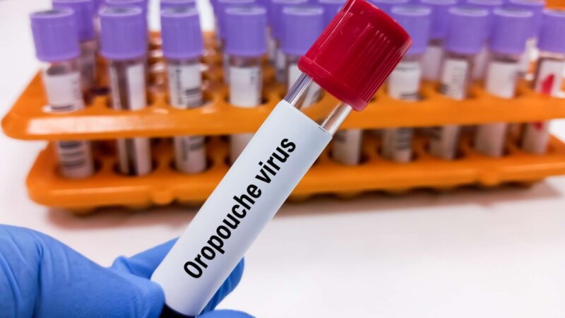 Virus Oropouche : le nouveau Zika ?