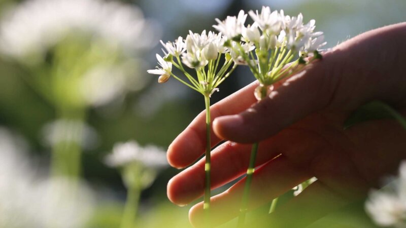 Cueillette sauvage : deux décès après une confusion entre colchique et ail des ours