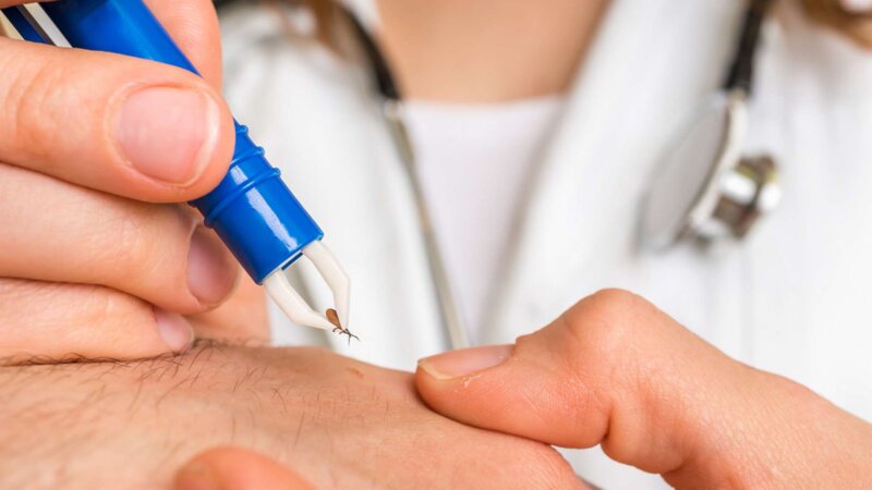 Maladie de Lyme : un antibiotique efficace