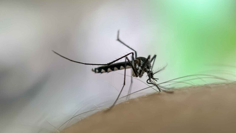 Paludisme : un médicament pourrait rendre le sang humain mortel pour les moustiques