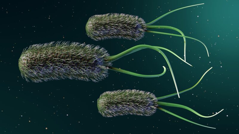 Cancer colorectal chez les jeunes adultes : la bactérie E. Coli en cause ?