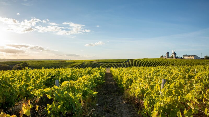Polluants éternels : du TFA retrouvé à des niveaux élevés dans les vins européens