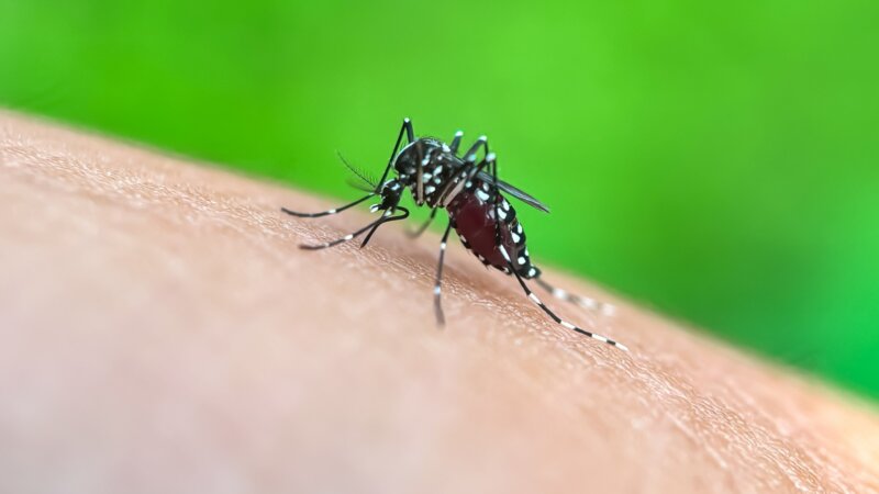 Voyages : ne laissez pas les moustiques gâcher votre séjour !