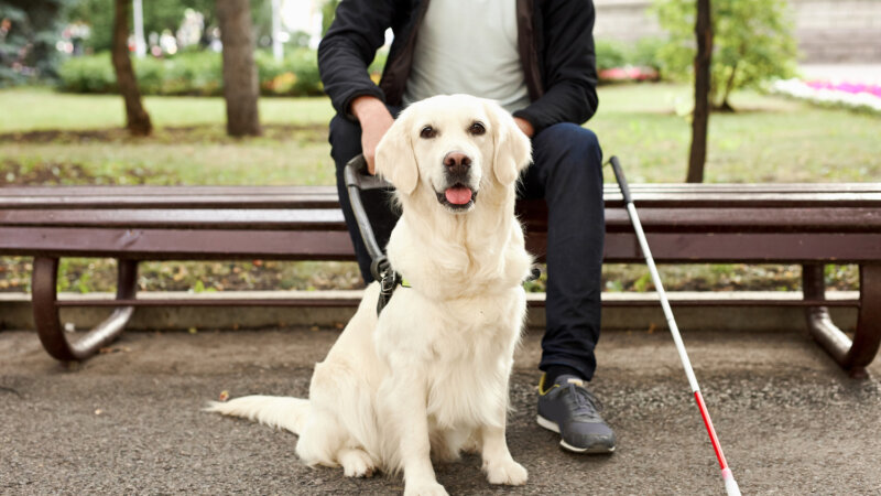 Refus d’accès aux chiens guides d’aveugles : que dit la loi ?