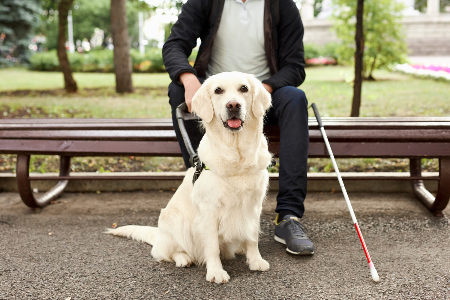 Refus d’accès aux chiens guides d’aveugles : que dit la loi ?