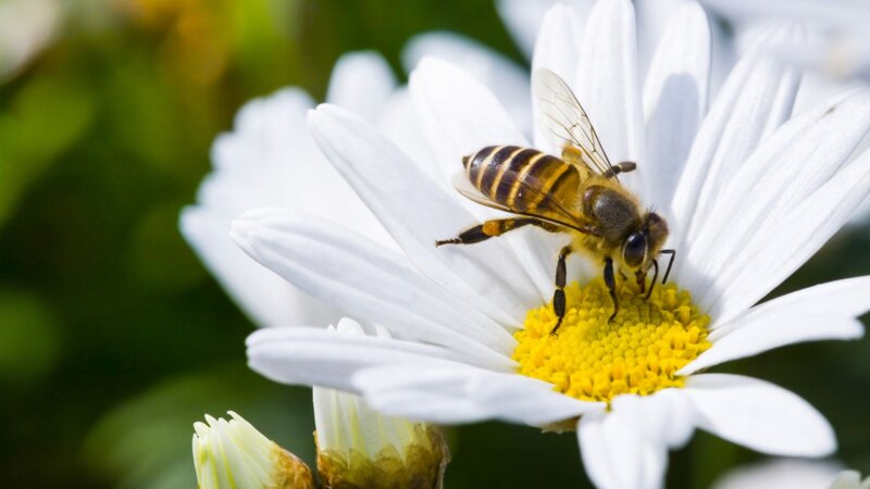 Ces dangers qui menacent la vie des abeilles… et la nôtre