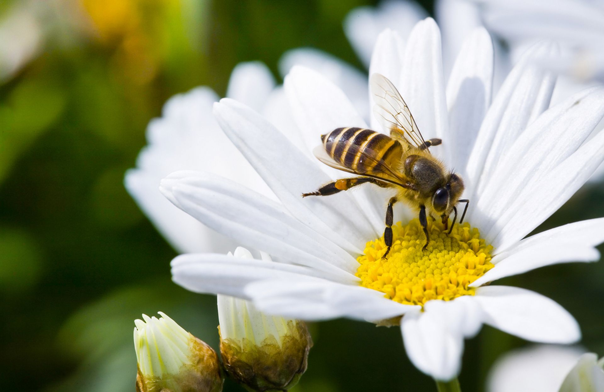 Ces dangers qui menacent la vie des abeilles… et la nôtre