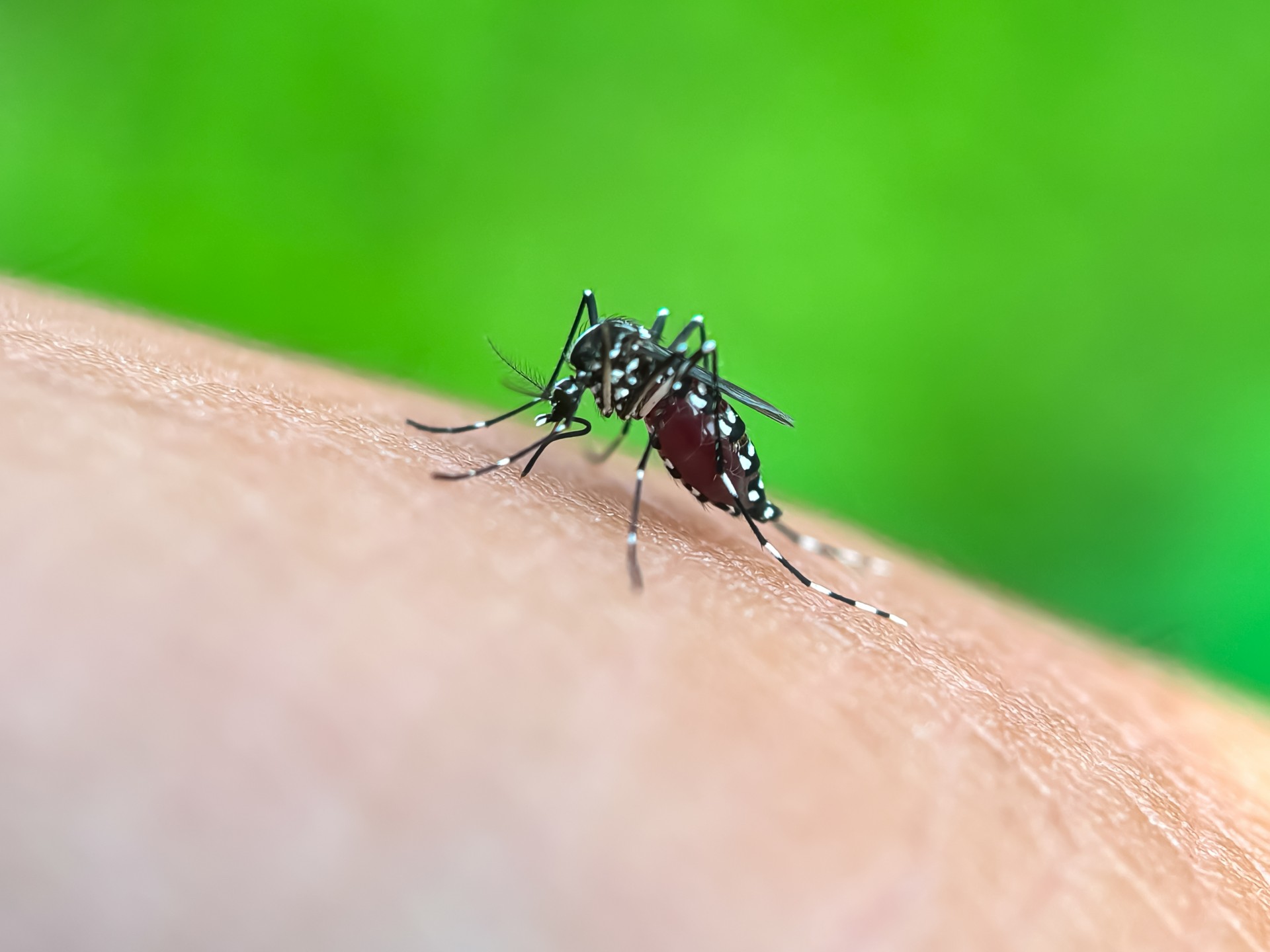 Dengue, chikungunya, Zika : les autorités sanitaires s’inquiètent d’une hausse des cas en métropole