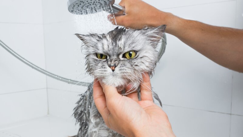 Peut-on adopter un chat quand on est allergique… au chat ?