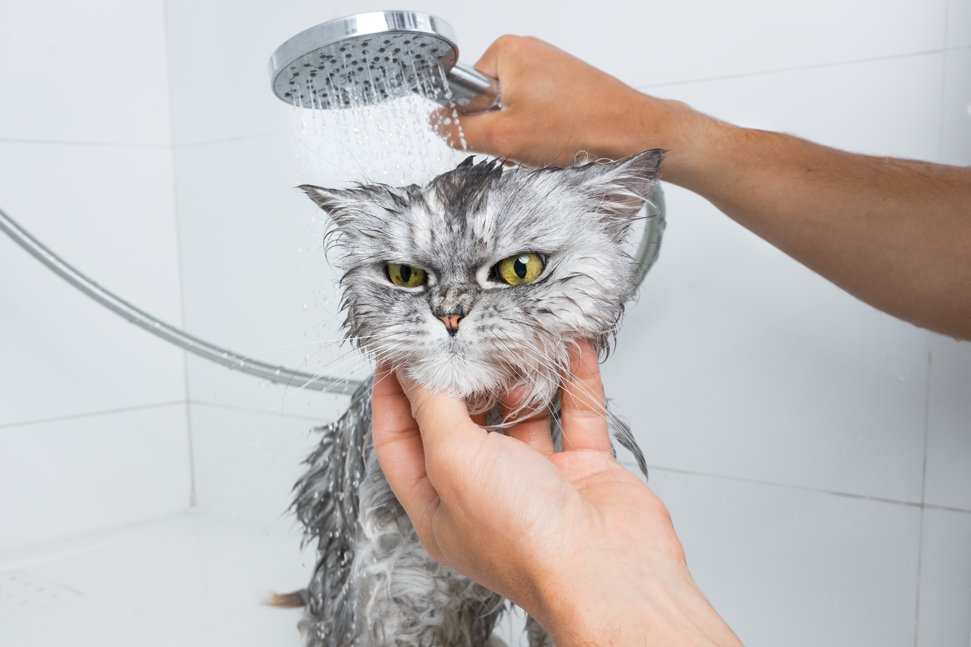 Peut-on adopter un chat quand on est allergique… au chat ?
