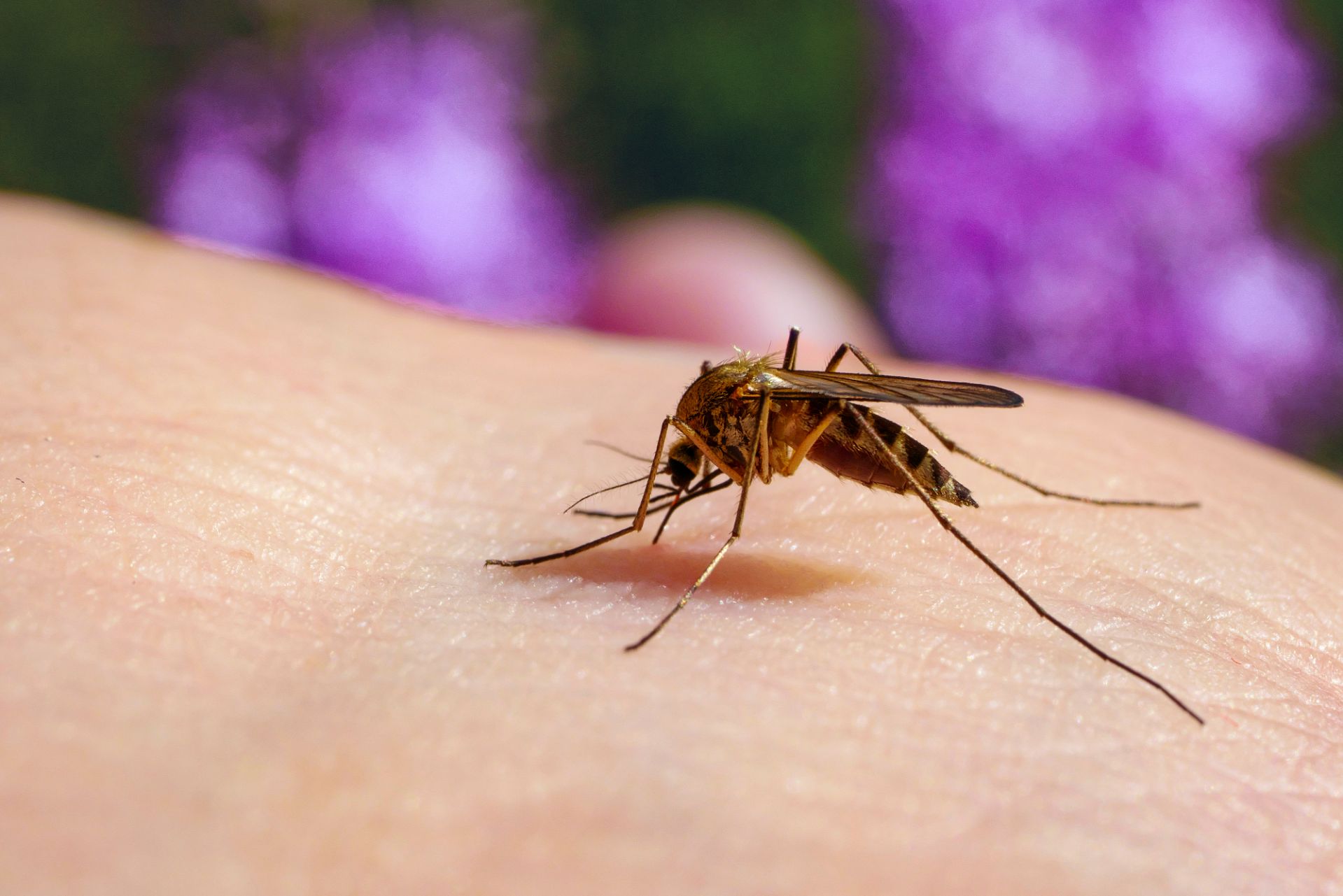 Chikungunya : premier cas autochtone en France métropolitaine
