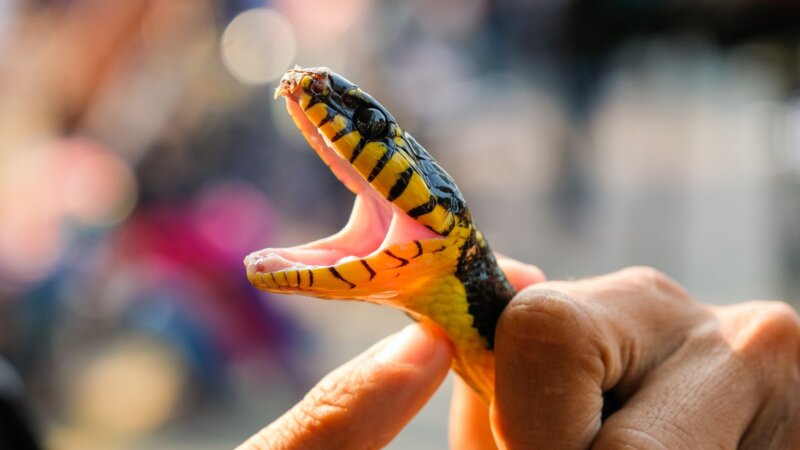 Les antivenins sont-ils efficaces ?