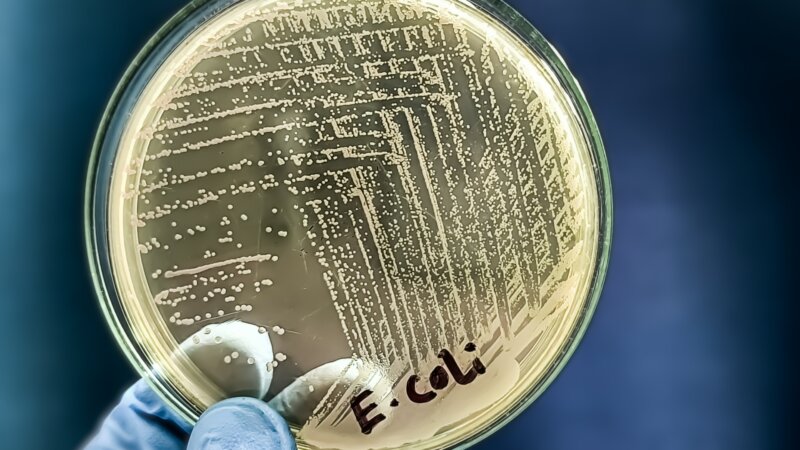 Alimentation : les infections à E. Coli et Listeria en hausse en Europe