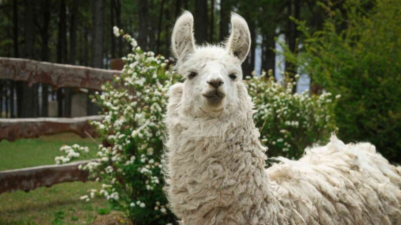 Des anticorps de lama pour traiter la schizophrénie