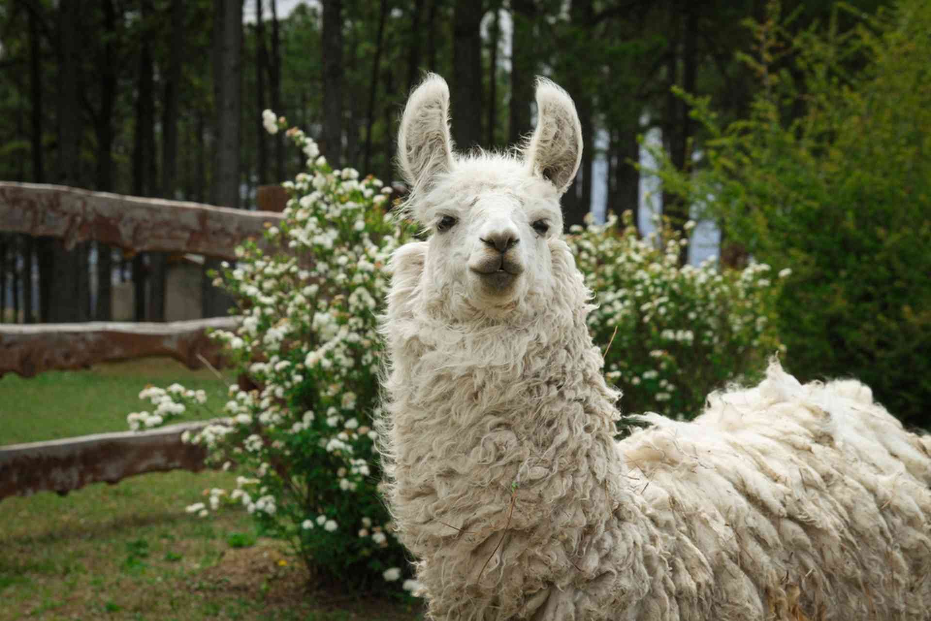Des anticorps de lama pour traiter la schizophrénie