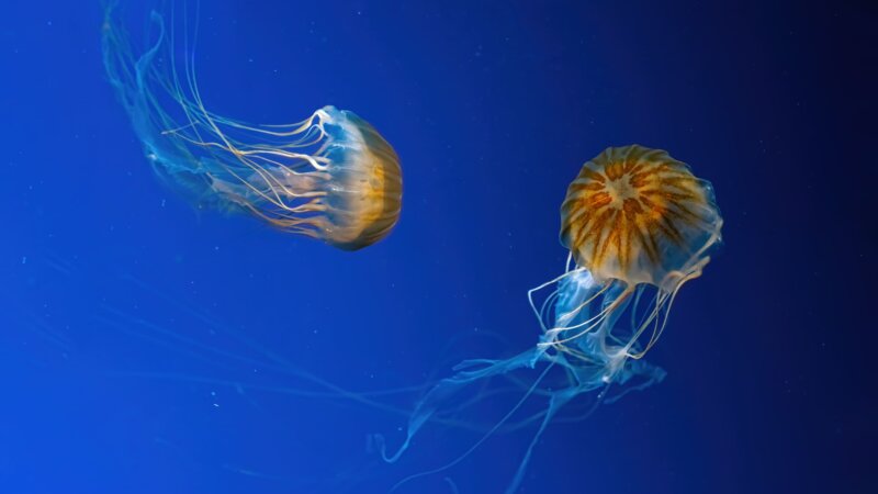 Méduse : que faire en cas de piqûre ?