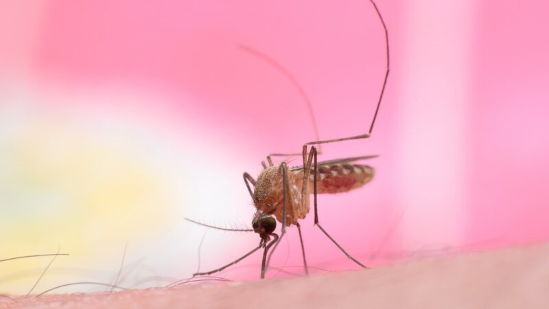 Qu’est-ce que le virus West Nile dont un premier cas a été identifié en région Paca ?