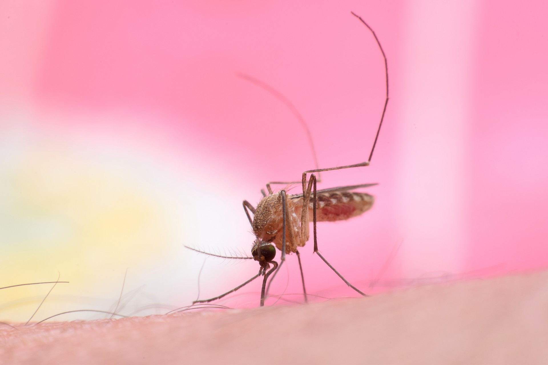 Qu’est-ce que le virus West Nile dont un premier cas a été identifié en région Paca ?
