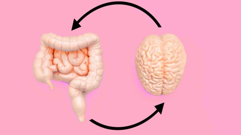 Pourquoi appelle-t-on l’intestin le « deuxième cerveau » ?