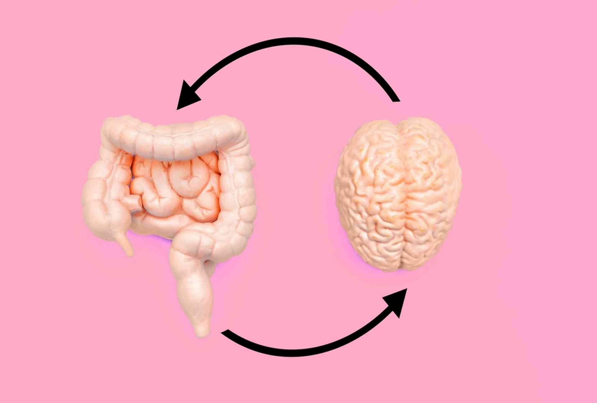 Pourquoi appelle-t-on l’intestin le « deuxième cerveau » ?