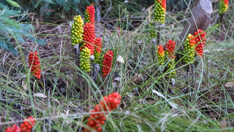 Ces plantes du quotidien à l’origine d’intoxications fréquentes ou graves