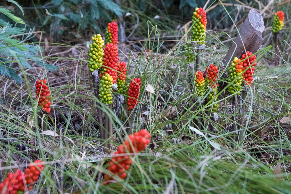 Ces plantes du quotidien à l’origine d’intoxications fréquentes ou graves
