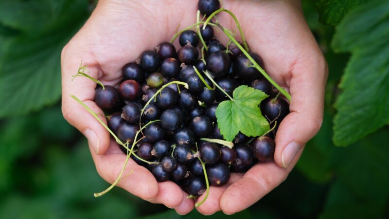 Vitamine C : les 3 sources insoupçonnées de l’été