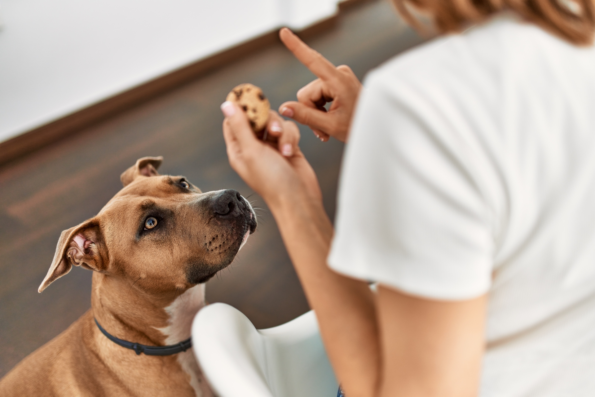 5 questions à se poser avant d’adopter un animal