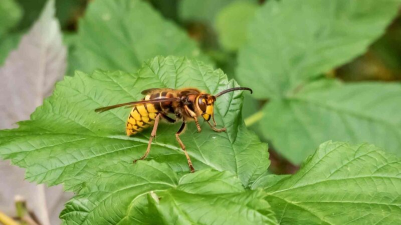 Guêpes, frelons, abeilles : quelles sont les piqûres les plus dangereuses ?