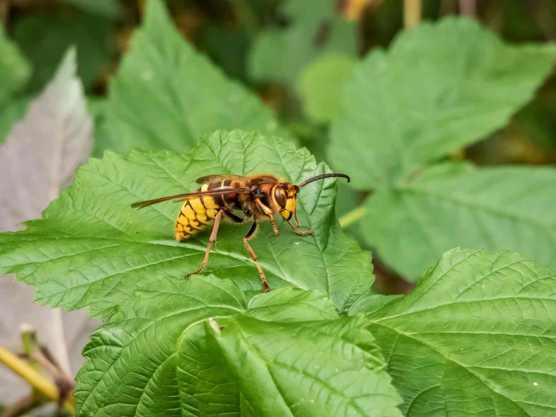 Guêpes, frelons, abeilles : quelles sont les piqûres les plus dangereuses ?