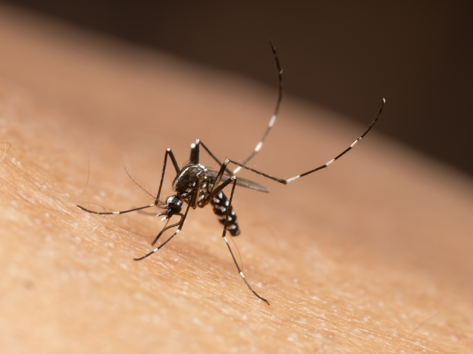 Été 2025 : hausse inédite des cas de chikungunya en France