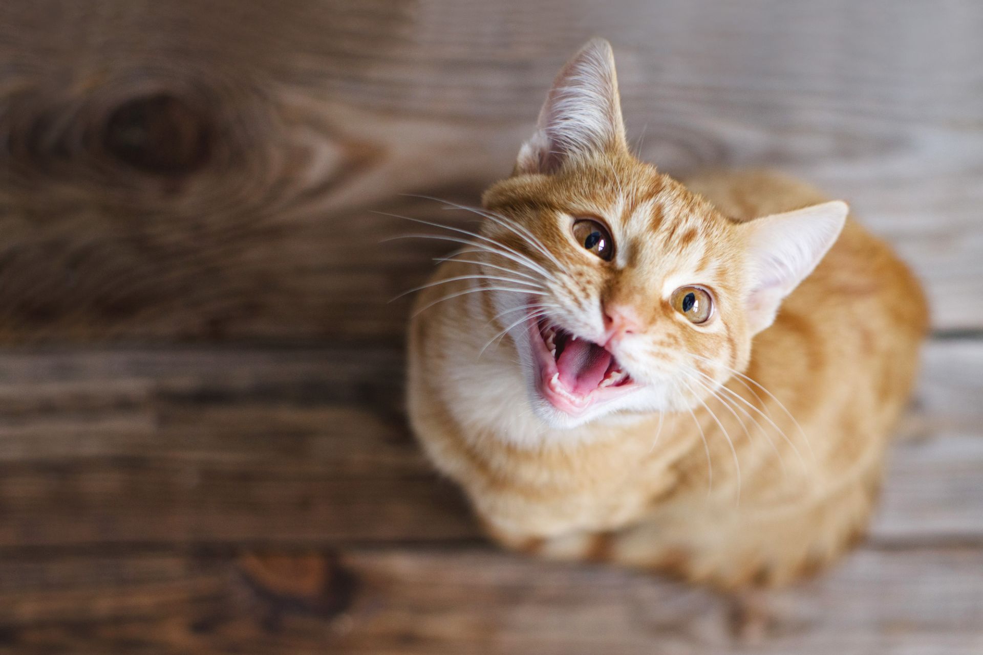 Maladie d’Alzheimer : les chats développent une démence similaire à celle des humains