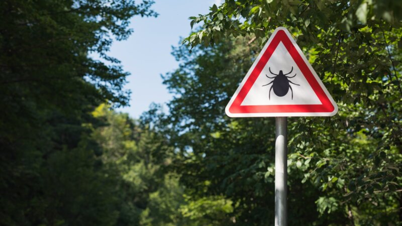 Encéphalite à tiques : hausse de 60 % du nombre de cas déclarés en 2024