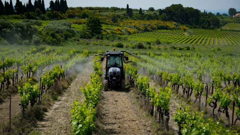 Pesticides : vivre près des vignes augmente le risque de contamination