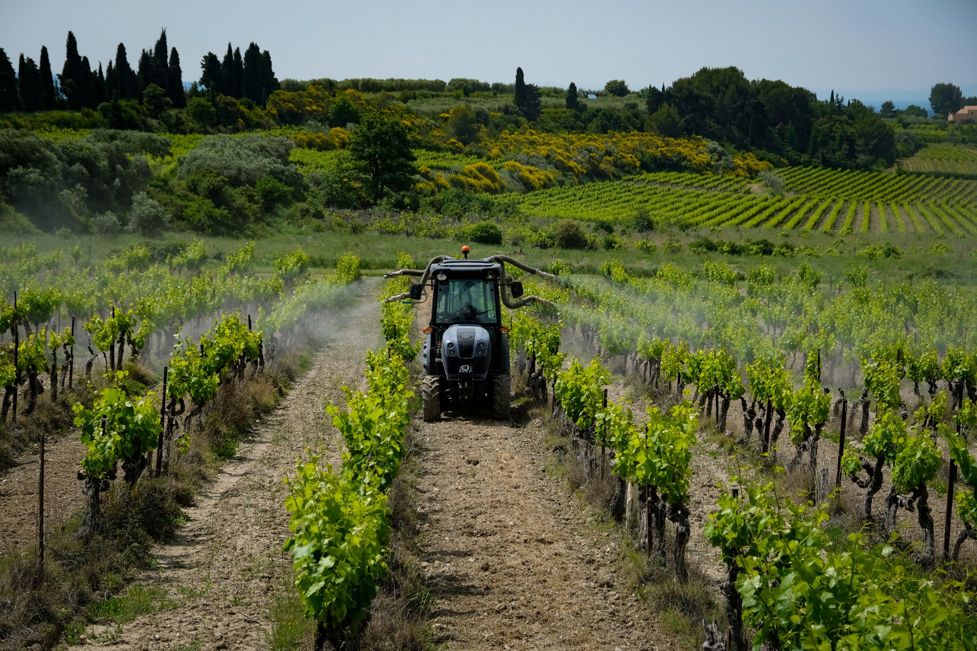 Pesticides : vivre près des vignes augmente le risque de contamination